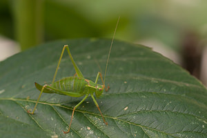 Leptophyes punctatissima (Tettigoniidae)  - Leptophye ponctuée, Sauterelle ponctuée, Barbitiste trèsponctué - Speckled Bush Cricket Nord [France] 07/08/2010 - 40m