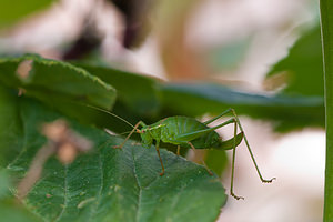 Leptophyes punctatissima (Tettigoniidae)  - Leptophye ponctuée, Sauterelle ponctuée, Barbitiste trèsponctué - Speckled Bush Cricket Nord [France] 07/08/2010 - 40m