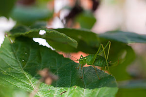 Leptophyes punctatissima (Tettigoniidae)  - Leptophye ponctuée, Sauterelle ponctuée, Barbitiste trèsponctué - Speckled Bush Cricket Nord [France] 07/08/2010 - 40m