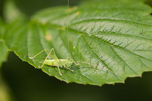 Meconema meridionale (Tettigoniidae)  - Méconème fragile Nord [France] 07/08/2010 - 40m