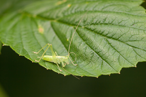 Meconema meridionale (Tettigoniidae)  - Méconème fragile Nord [France] 07/08/2010 - 40m