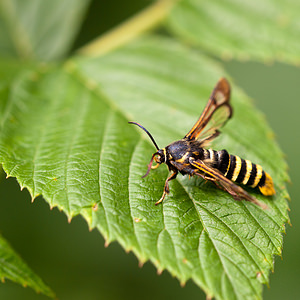 Pennisetia hylaeiformis (Sesiidae)  - Sésie du Framboisier Nord [France] 08/08/2010 - 40m