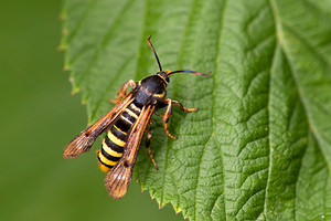 Pennisetia hylaeiformis (Sesiidae)  - Sésie du Framboisier Nord [France] 08/08/2010 - 40m