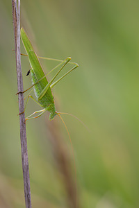 Phaneroptera falcata (Tettigoniidae)  - Phanéroptère commun - Sickle-bearing Bush-cricket Pas-de-Calais [France] 01/08/2010 - 30m