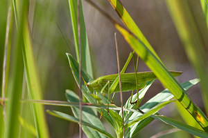 Phaneroptera falcata (Tettigoniidae)  - Phanéroptère commun - Sickle-bearing Bush-cricket Mons [Belgique] 14/08/2010 - 20m