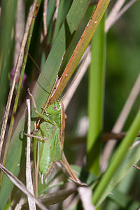 Bicolorana bicolor (Tettigoniidae)  - Decticelle bicolore Marne [France] 19/09/2010 - 150m