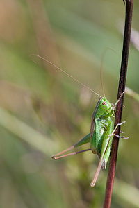 Bicolorana bicolor (Tettigoniidae)  - Decticelle bicolore Aisne [France] 19/09/2010 - 180m