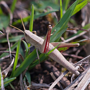 Chrysochraon dispar (Acrididae)  - Criquet des clairières Philippeville [Belgique] 04/09/2010 - 270m