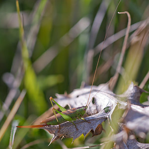 Conocephalus fuscus (Tettigoniidae)  - Conocéphale bigarré, Xiphidion Brun - Long-winged Conehead Aisne [France] 19/09/2010 - 180m