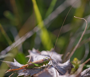 Conocephalus fuscus (Tettigoniidae)  - Conocéphale bigarré, Xiphidion Brun - Long-winged Conehead Aisne [France] 19/09/2010 - 180m