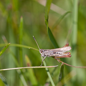 Gomphocerippus rufus (Acrididae)  - Gomphocère roux, Gomphocère, Gomphocère fauve - Rufous Grasshopper Philippeville [Belgique] 04/09/2010 - 270m