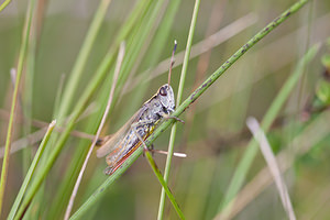 Gomphocerippus rufus (Acrididae)  - Gomphocère roux, Gomphocère, Gomphocère fauve - Rufous Grasshopper Philippeville [Belgique] 04/09/2010 - 180m