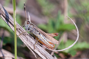 Gomphocerippus rufus (Acrididae)  - Gomphocère roux, Gomphocère, Gomphocère fauve - Rufous Grasshopper Philippeville [Belgique] 04/09/2010 - 180m