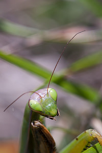 Mantis religiosa (Mantidae)  - Mante religieuse - Praying Mantis Aisne [France] 19/09/2010 - 180m