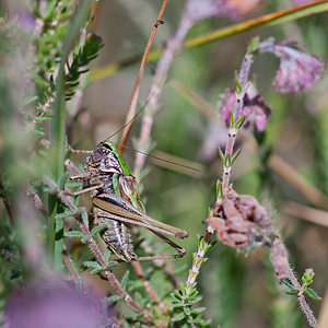 Metrioptera brachyptera (Tettigoniidae)  - Decticelle des bruyères - Bog Bush Cricket Ardennes [France] 05/09/2010 - 310m