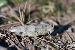 Oedipoda caerulescens (Acrididae)  - Oedipode turquoise, Criquet à ailes bleues - Blue-winged Grasshopper Ardennes [France] 05/09/2010 - 220m