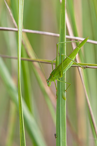 Phaneroptera falcata (Tettigoniidae)  - Phanéroptère commun - Sickle-bearing Bush-cricket Philippeville [Belgique] 04/09/2010 - 180m