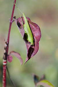 Phaneroptera falcata (Tettigoniidae)  - Phanéroptère commun - Sickle-bearing Bush-cricket Aisne [France] 19/09/2010 - 180m