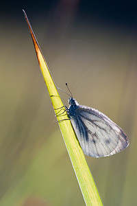 Pieris napi (Pieridae)  - Piéride du Navet, Papillon blanc veiné de vert - Green-veined White Marne [France] 19/09/2010 - 140m