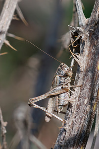 Platycleis albopunctata (Tettigoniidae)  - Decticelle grisâtre, Dectique gris - Grey Bush Cricket Philippeville [Belgique] 05/09/2010 - 210m