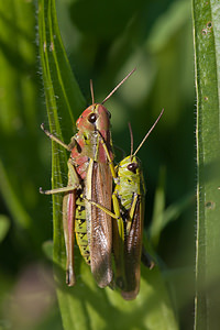 Stethophyma grossum (Acrididae)  - Criquet ensanglanté, oedipode ensanglantée - Large Marsh Grasshopper Marne [France] 18/09/2010 - 160m