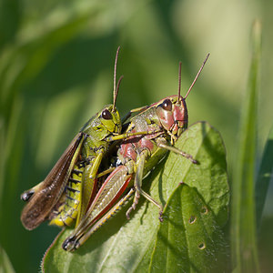 Stethophyma grossum (Acrididae)  - Criquet ensanglanté, oedipode ensanglantée - Large Marsh Grasshopper Marne [France] 18/09/2010 - 160m