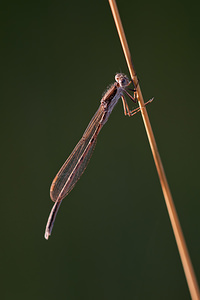 Sympecma fusca (Lestidae)  - Leste brun - Brown Emerald Damselfly Marne [France] 19/09/2010 - 150m