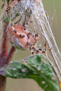 Araneus quadratus (Araneidae)  - Épeire à quatre points Marne [France] 08/10/2010 - 170m