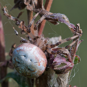 Araneus quadratus (Araneidae)  - Épeire à quatre points Marne [France] 08/10/2010 - 170m