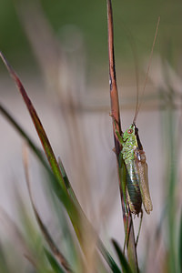 Conocephalus fuscus (Tettigoniidae)  - Conocéphale bigarré, Xiphidion Brun - Long-winged Conehead Meuse [France] 08/10/2010 - 340m