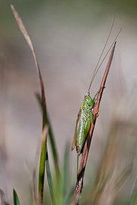 Conocephalus fuscus (Tettigoniidae)  - Conocéphale bigarré, Xiphidion Brun - Long-winged Conehead Meuse [France] 08/10/2010 - 340m