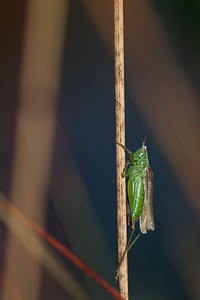 Conocephalus fuscus (Tettigoniidae)  - Conocéphale bigarré, Xiphidion Brun - Long-winged Conehead Marne [France] 09/10/2010 - 240m