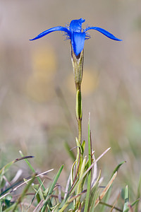 Gentianopsis ciliata (Gentianaceae)  - Gentianelle ciliée, Gentiane ciliée, Fausse gentiane ciliée - Fringed Gentian Meuse [France] 08/10/2010 - 340m