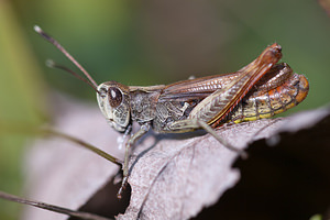 Gomphocerippus rufus (Acrididae)  - Gomphocère roux, Gomphocère, Gomphocère fauve - Rufous Grasshopper  [France] 09/10/2010 - 240m