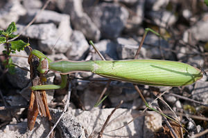 Mantis religiosa (Mantidae)  - Mante religieuse - Praying Mantis Meuse [France] 08/10/2010 - 340m