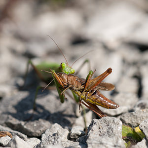 Mantis religiosa (Mantidae)  - Mante religieuse - Praying Mantis Meuse [France] 08/10/2010 - 340m