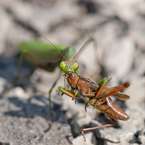 Mantis religiosa (Mantidae)  - Mante religieuse - Praying Mantis Meuse [France] 08/10/2010 - 340m