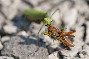 Mantis religiosa (Mantidae)  - Mante religieuse - Praying Mantis Meuse [France] 08/10/2010 - 340m