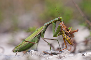 Mantis religiosa (Mantidae)  - Mante religieuse - Praying Mantis Meuse [France] 08/10/2010 - 340m