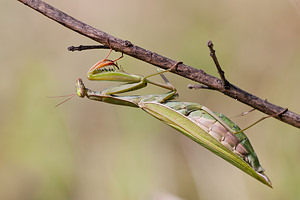 Mantis religiosa (Mantidae)  - Mante religieuse - Praying Mantis Marne [France] 09/10/2010 - 240m