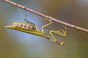 Mantis religiosa Mante religieuse Praying Mantis