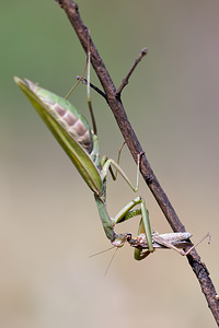 Mantis religiosa (Mantidae)  - Mante religieuse - Praying Mantis Marne [France] 09/10/2010 - 240m