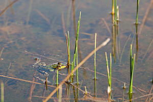 Pelophylax kl. esculentus (Ranidae)  - Grenouille verte, Grenouille commune - Edible Frog Marne [France] 09/10/2010 - 250m