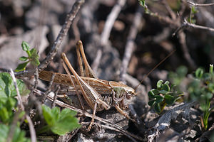 Platycleis albopunctata (Tettigoniidae)  - Decticelle grisâtre, Dectique gris - Grey Bush Cricket Meuse [France] 08/10/2010 - 340m