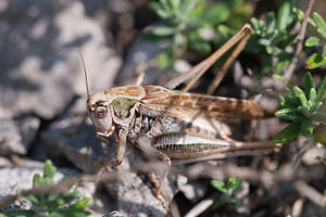 Platycleis albopunctata (Tettigoniidae)  - Decticelle grisâtre, Dectique gris - Grey Bush Cricket Meuse [France] 08/10/2010 - 340m