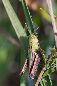 Stenobothrus lineatus (Acrididae)  - Criquet de la Palène, Sténobothre ligné, Criquet du Brachypode - Stripe-winged Grasshopper Marne [France] 09/10/2010 - 240m