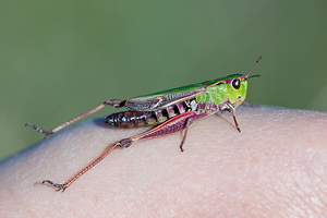 Stenobothrus lineatus (Acrididae)  - Criquet de la Palène, Sténobothre ligné, Criquet du Brachypode - Stripe-winged Grasshopper Aisne [France] 10/10/2010 - 170mforme rose