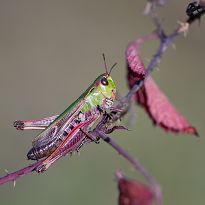 Stenobothrus lineatus Criquet de la Palène, Sténobothre ligné, Criquet du Brachypode Stripe-winged Grasshopper