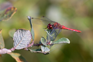 Sympetrum sanguineum (Libellulidae)  - Sympétrum sanguin, Sympétrum rouge sang - Ruddy Darter Marne [France] 09/10/2010 - 250m