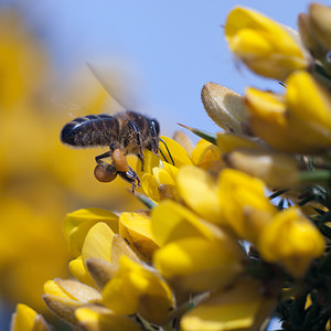 Apis mellifera (Apidae)  - Abeille domestique, Abeille européenne, Abeille mellifère, Mouche à miel - Honey Bee Nord [France] 20/03/2011 - 20m